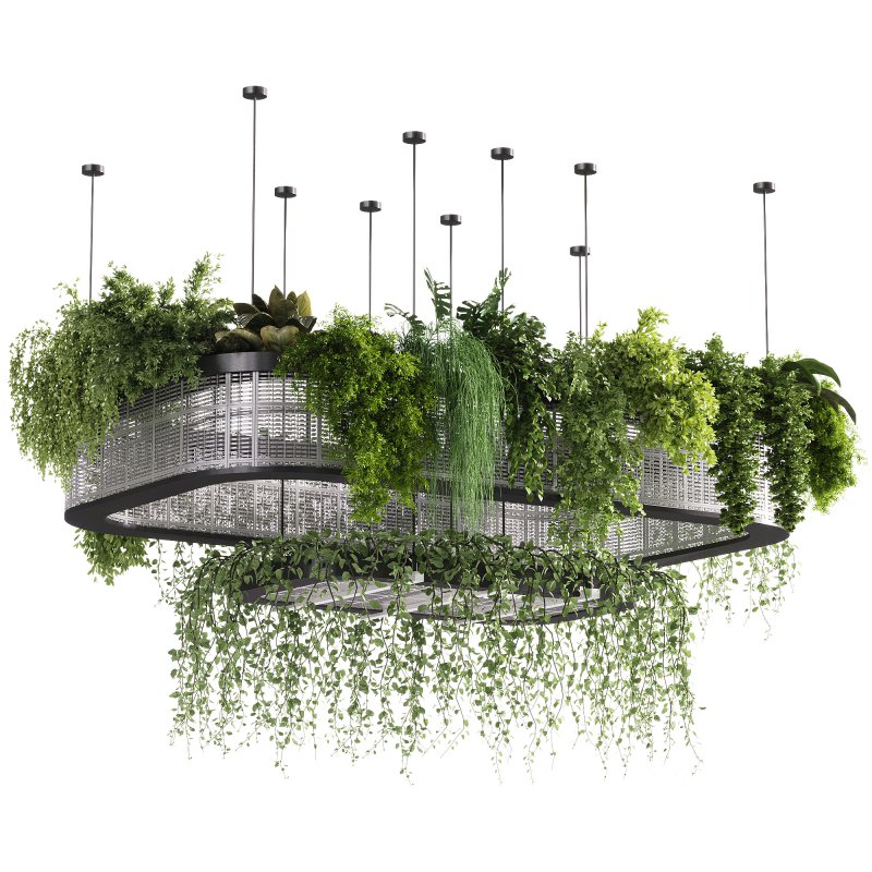 indoor plants – 62 Hanging indoor plant Image 3