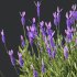 AV spring bushes Lavandula Pedunculata Atlantica Stoechas Subpedunculata and Fruticosa Coastal Rosemary - Thumbnail 1
