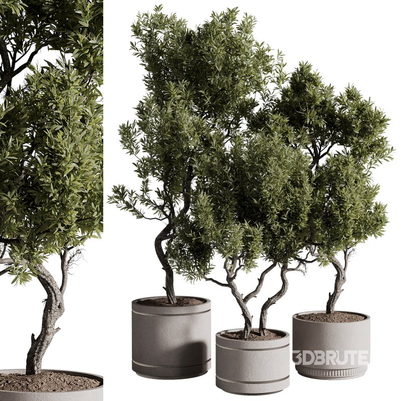 indoor plants – 69 plant in pot Image 4