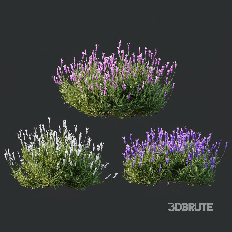 AV spring bushes Lavandula Pedunculata Atlantica Stoechas Subpedunculata and Fruticosa Coastal Rosemary Image 4