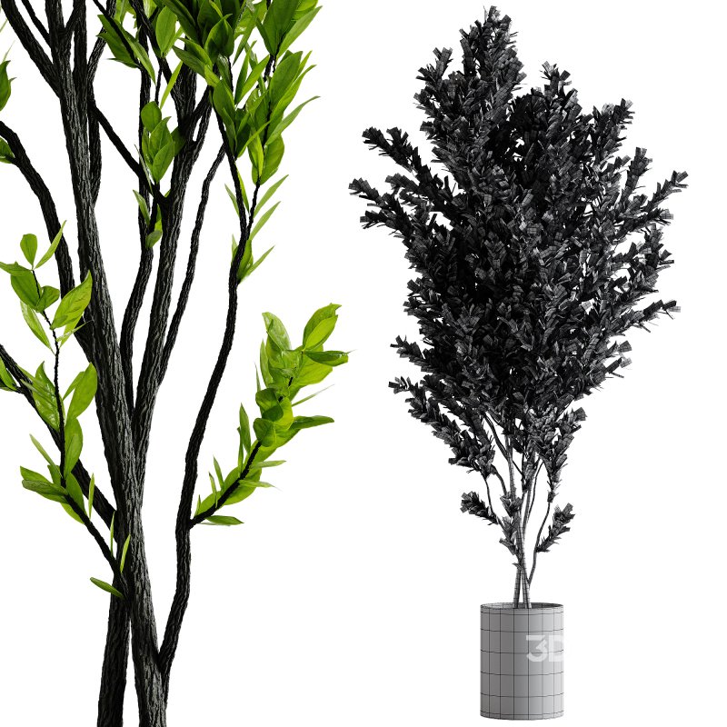 Indoor Plants – 70 Plant in pot Image 2