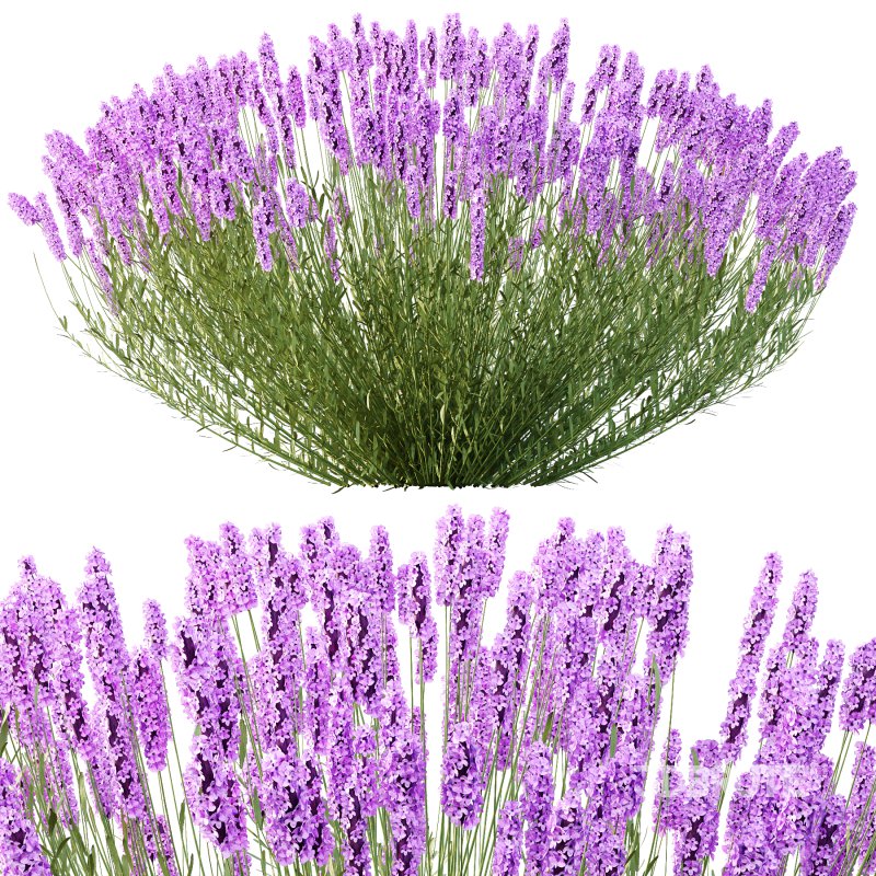 plant bush Flower Lavandula pedunculata 03 Image 4