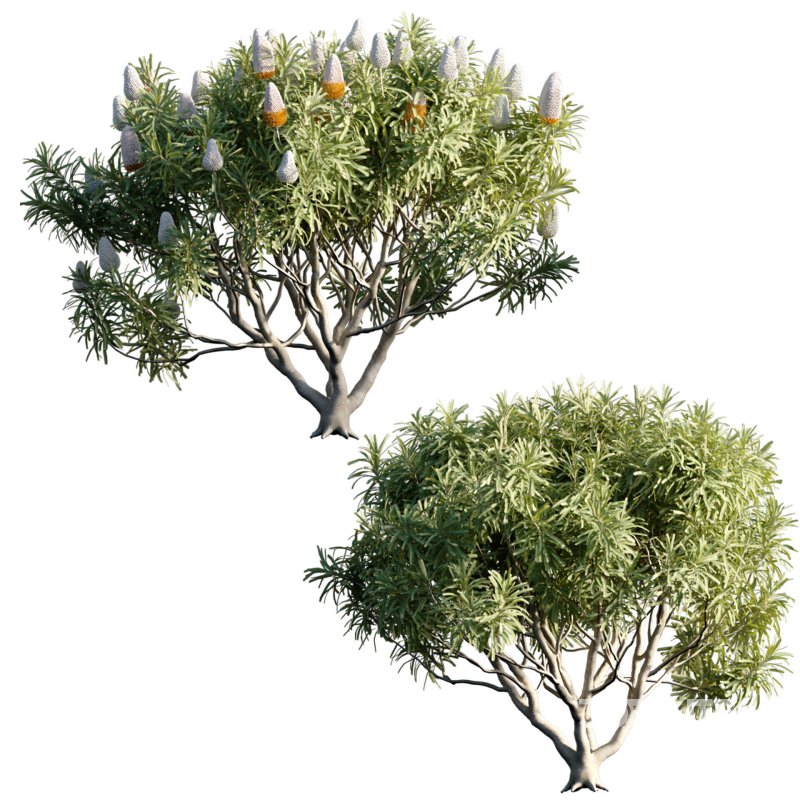 Banksia prionotes – Acorn banksia 03 Image 1