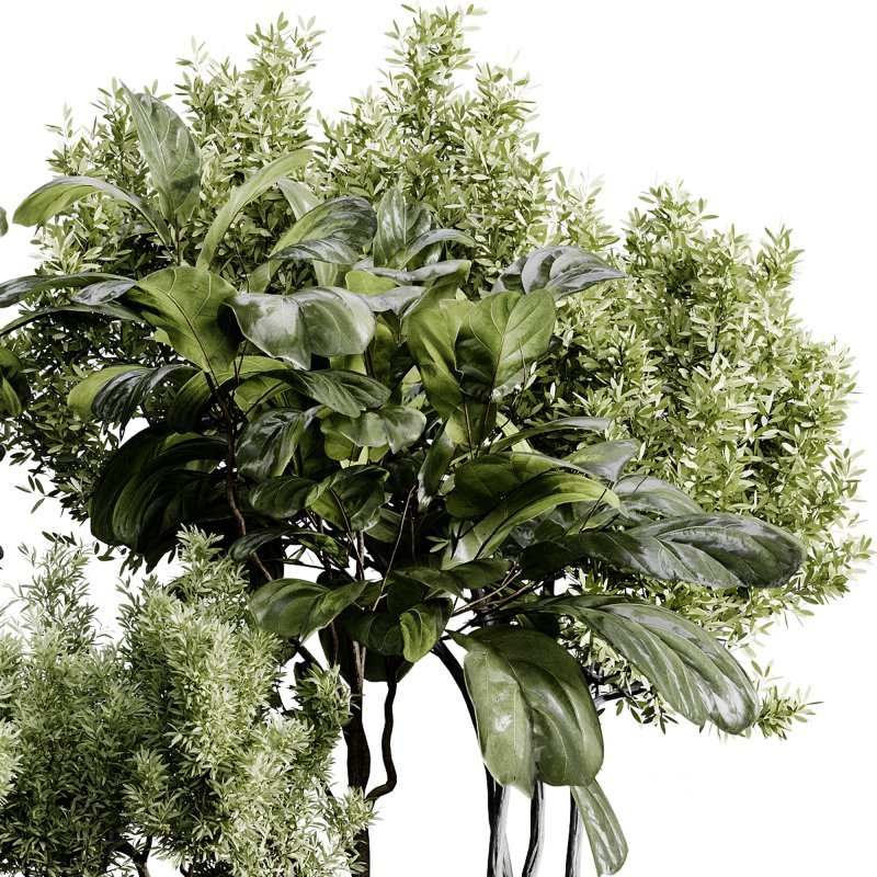 indoor plants 120 – plant collections in pot Image 8