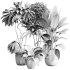 indoor plants 108 – plant collections in pot - Thumbnail 5