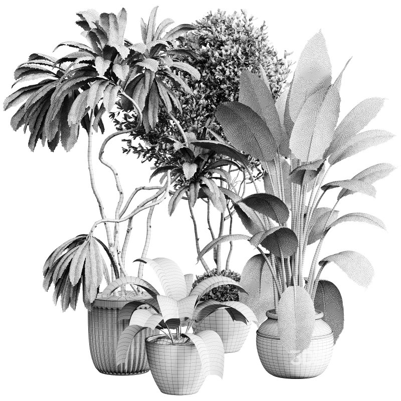 indoor plants 108 – plant collections in pot Image 5
