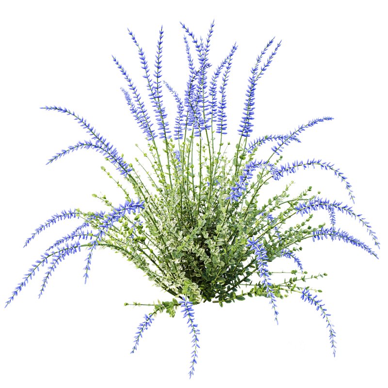 AV Plant Calluna Vulgaris Helena Summer Broom Heather Garden Girls03 Image 1