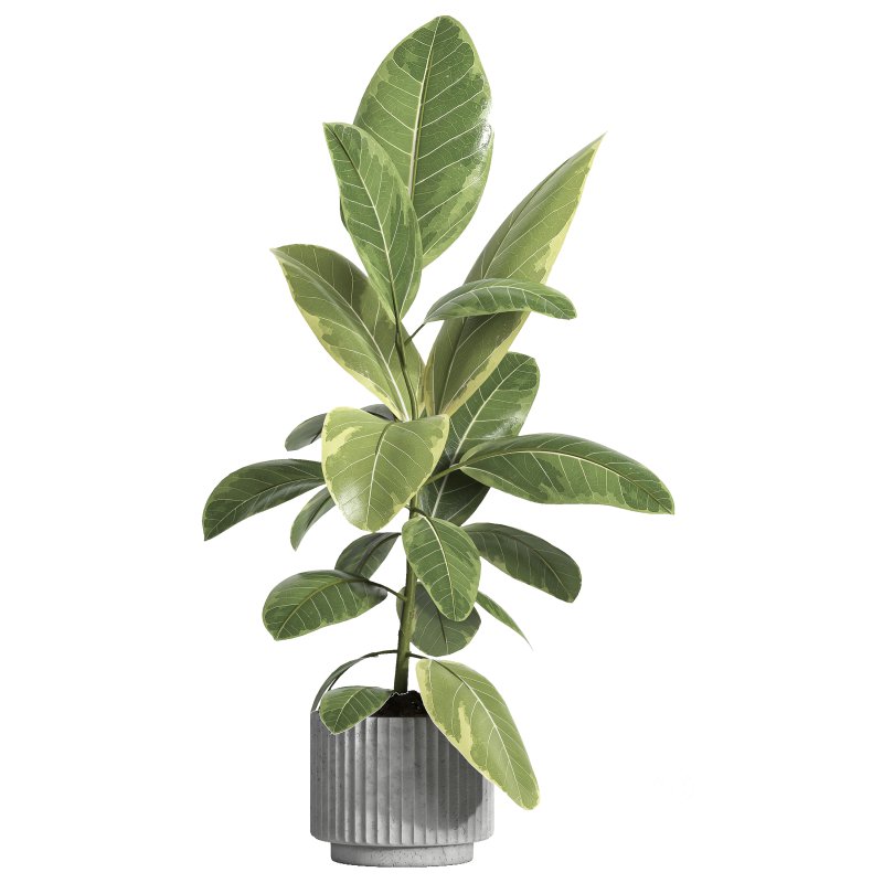 indoor plant 039 Image 1