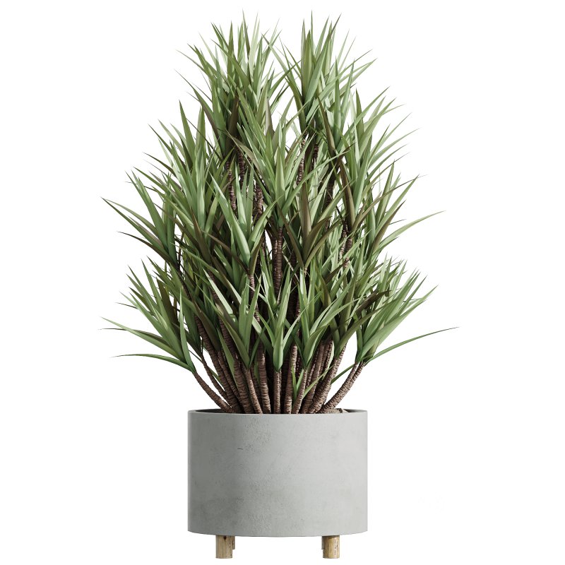 AV Indoor Plants Set 247 Ficus Indian and Hazel Erle and Yucca Elephantipes and Fan Palm Image 1