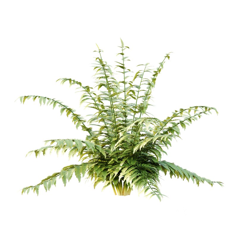 Macrothelypteris torresiana Fern bush 04 Image 1