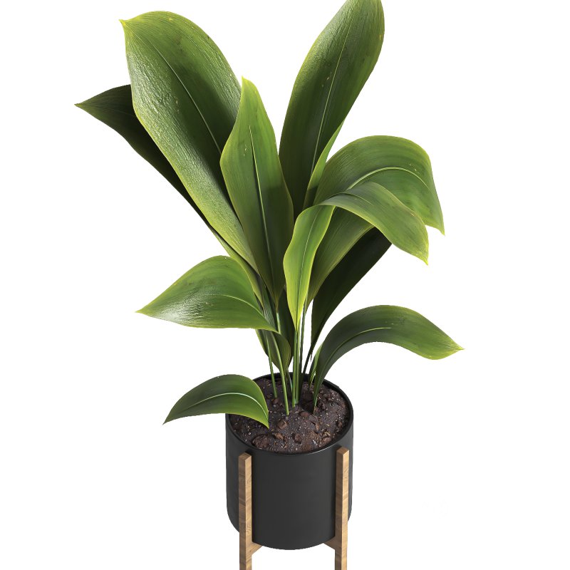 indoor plant 042 Image 4