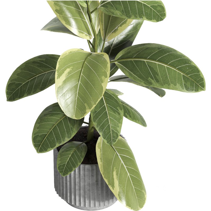 indoor plant 039 Image 3