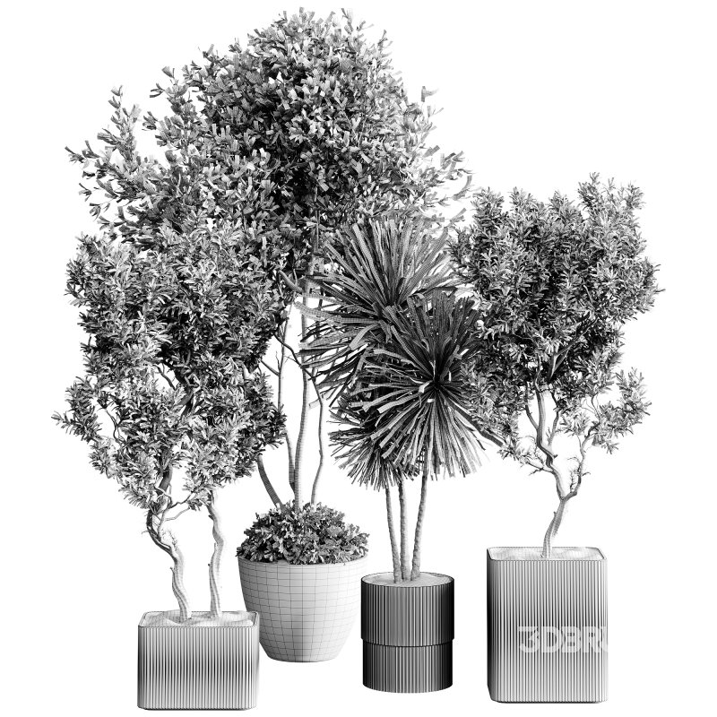 indoor plants 123 – plant collections in pot Image 4