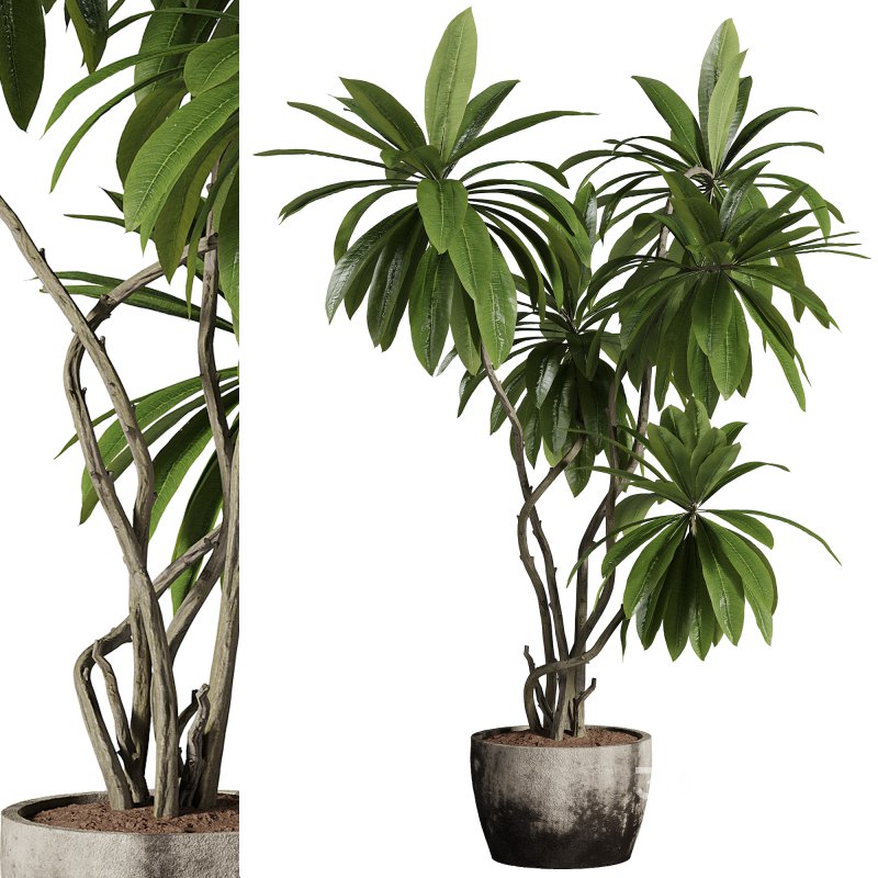 indoor plants – 66 plant in pot Image 3