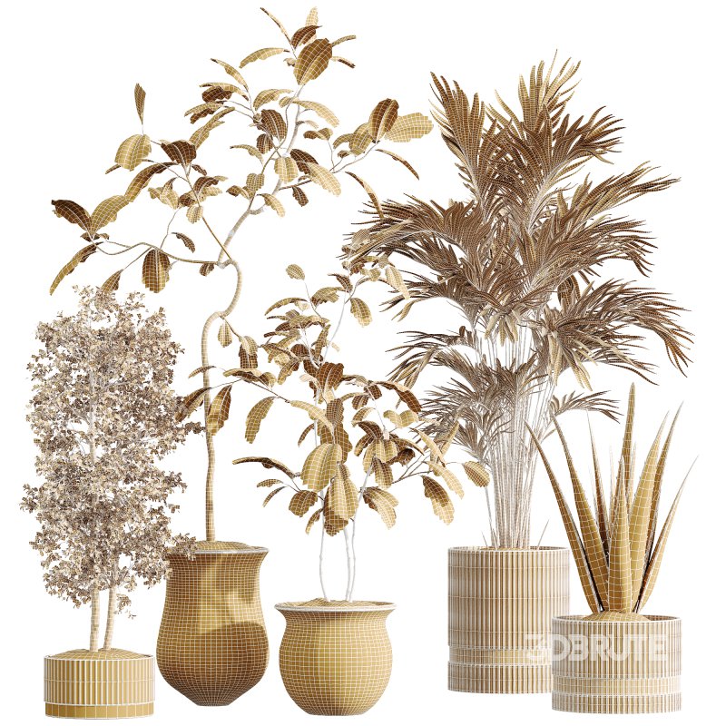 AV Indoor Plants Set 257 Dracaena Marginata and Olive and Areca Palm and Aloe Vera Image 9