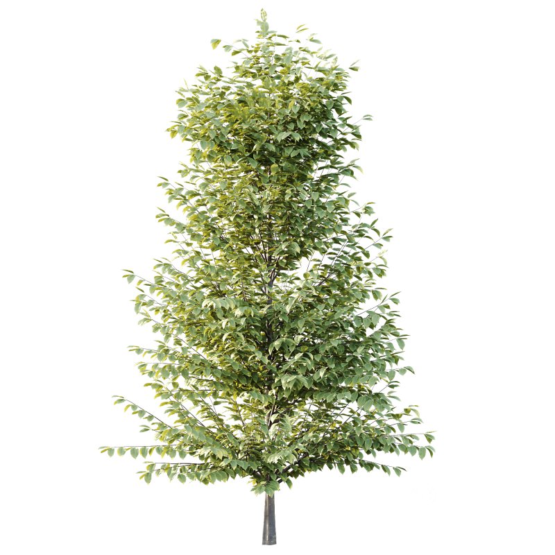 Fagus Grandifolia Tree 04 Image 1