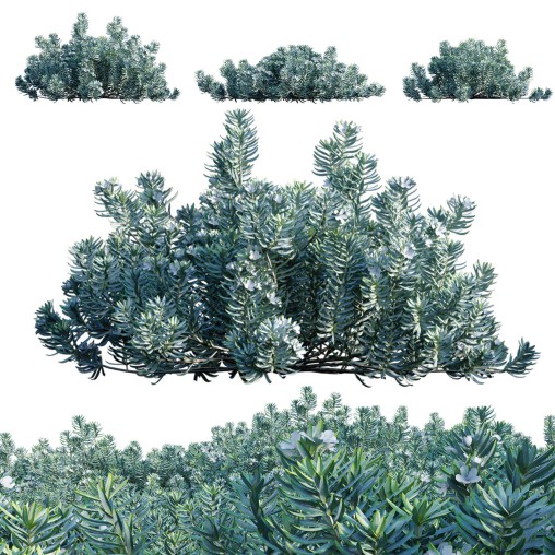 Westringia fruticosa – Coast Rosemary 01