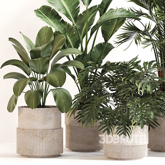 Indoor Plant Set 0156 Image 4