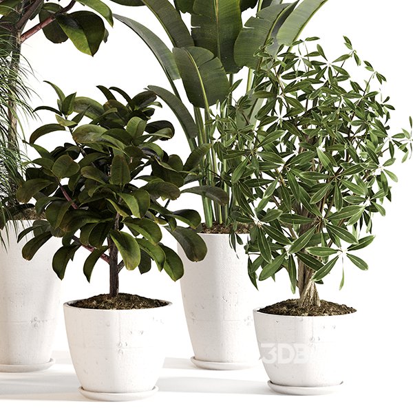 Indoor Plant Set 0155 Image 3