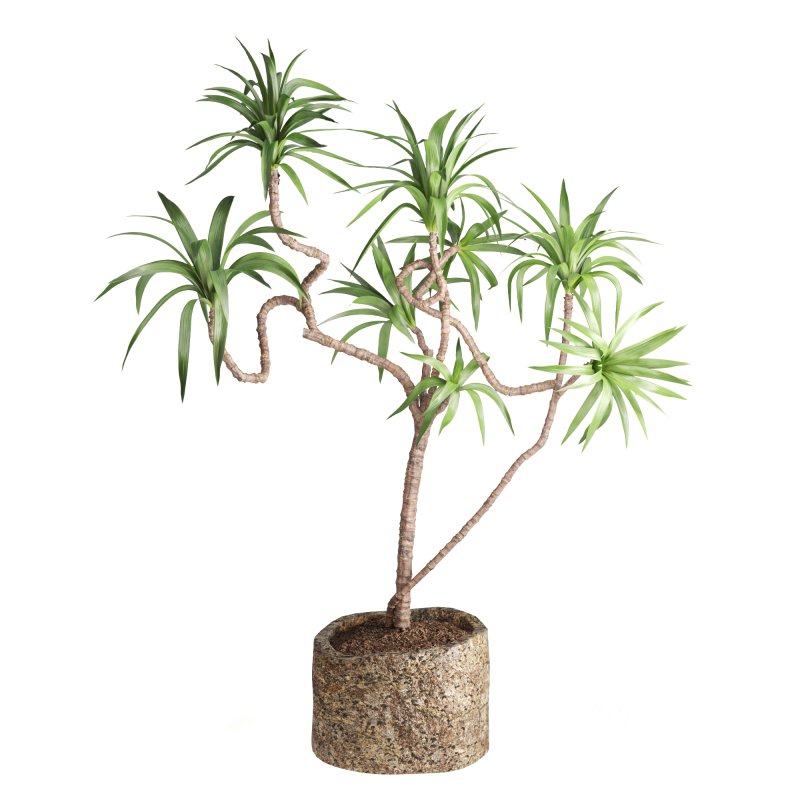 Indoor Plant Yucca Image 2