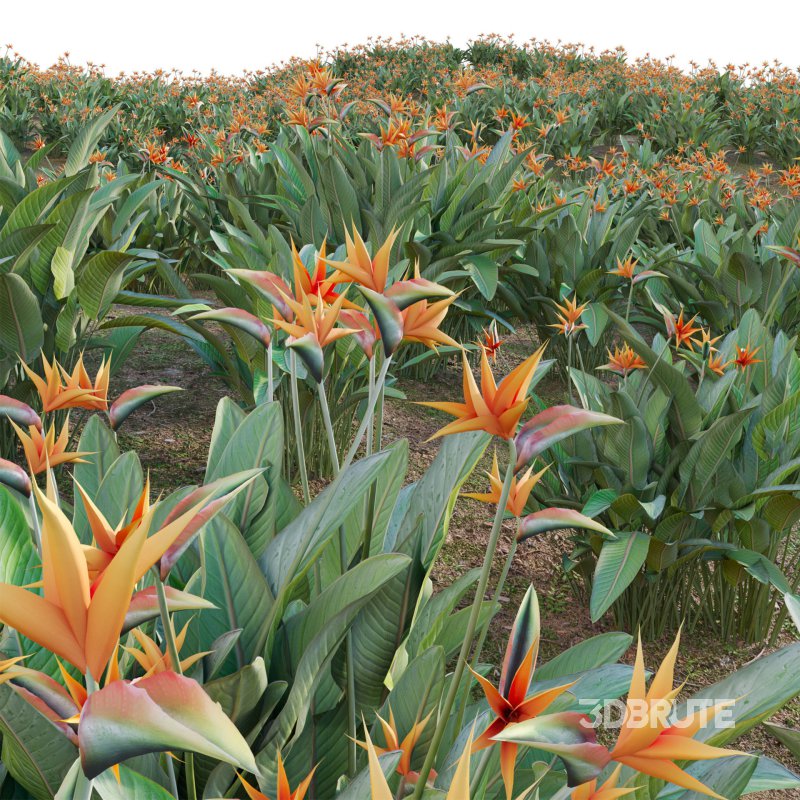 Strelitzia reginae – Bird of Paradise 03 Image 5