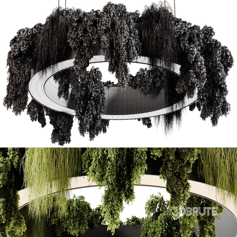 indoor plants 92- Hanging indoor plant Image 4