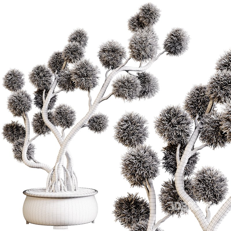 Indoor plants 74 – Bonsai Plant in pot Image 2