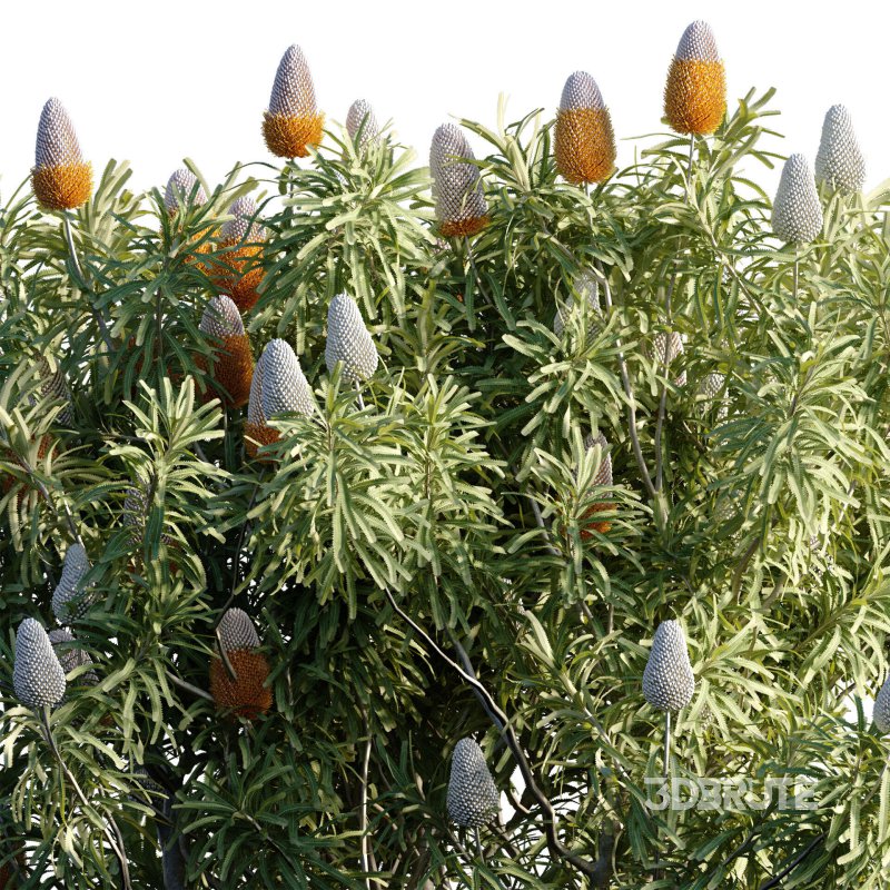Banksia prionotes – Acorn banksia 01 Image 3