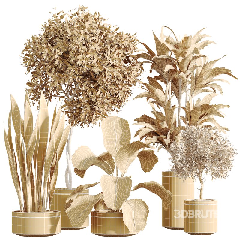 AV Indoor Plants Set 274 Olive Mission and Calathea Lutea and Lemon Lime Cane Dragon Image 6