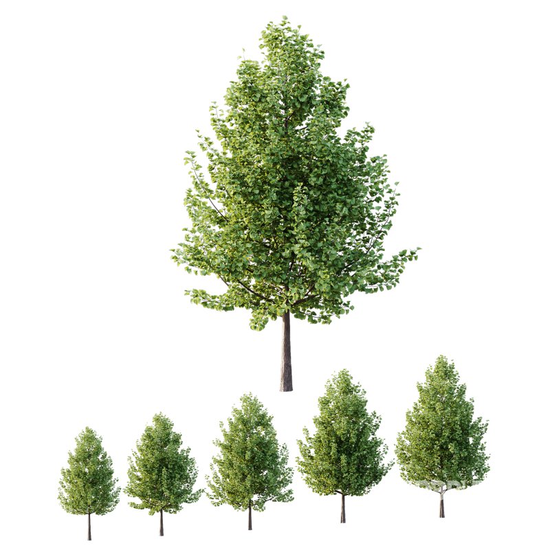 Maidenhair Ginkgo Biloba Tree 01 Image 1