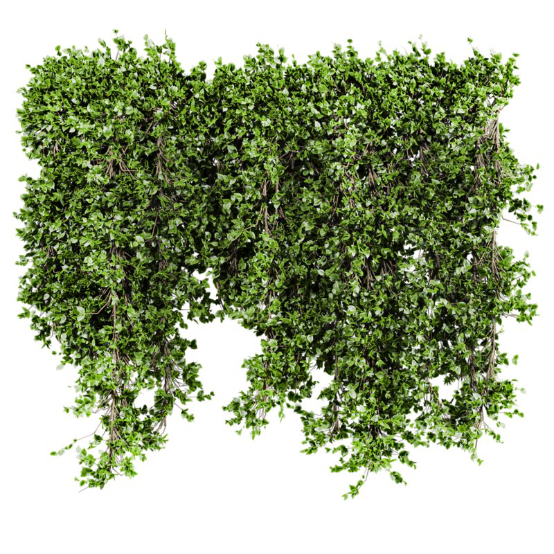 ivy plant Image 1