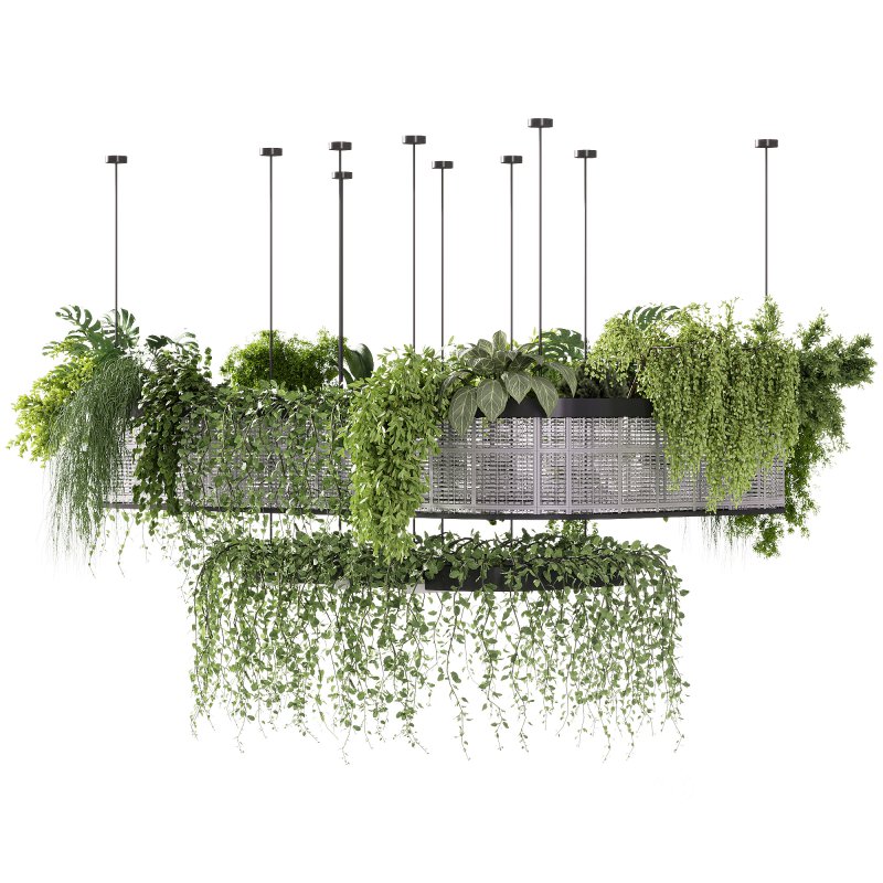 indoor plants – 62 Hanging indoor plant Image 4