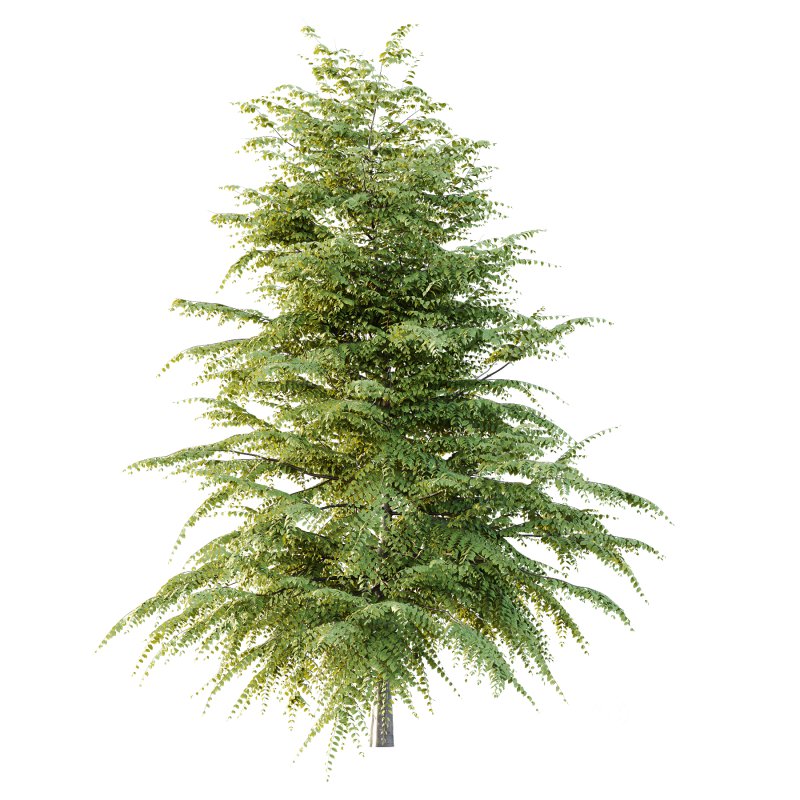 Fagus Grandifolia Tree 09 Image 2