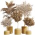 AV Indoor Plants Set 265 Olive Elegant Mission and Areca Palm and Fruit Orange Calamondin Tree - Thumbnail 6