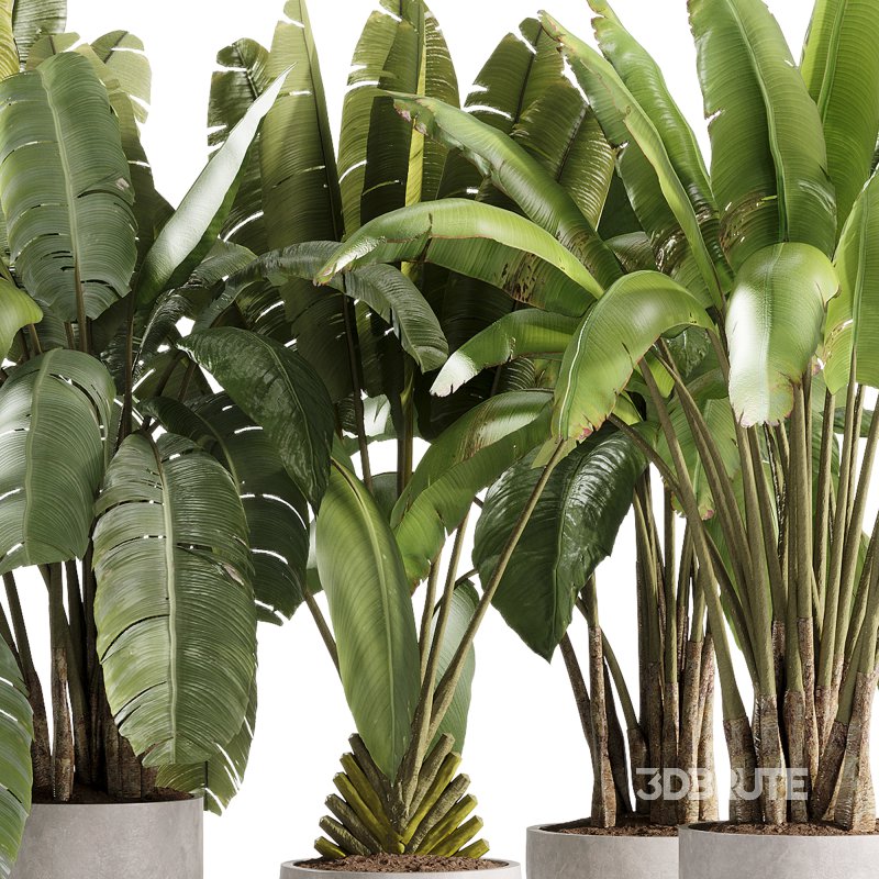 indoor plants – 36 plant collections in pot_corona Image 2