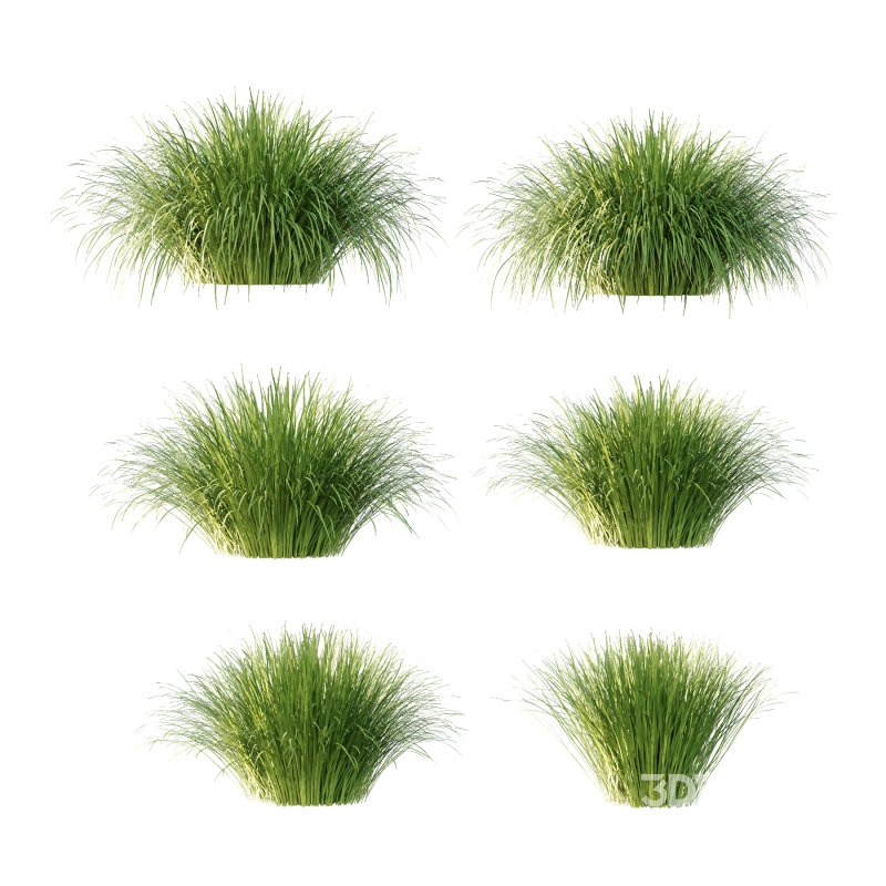 Carex Elata Aurea Grass 01 Image 10