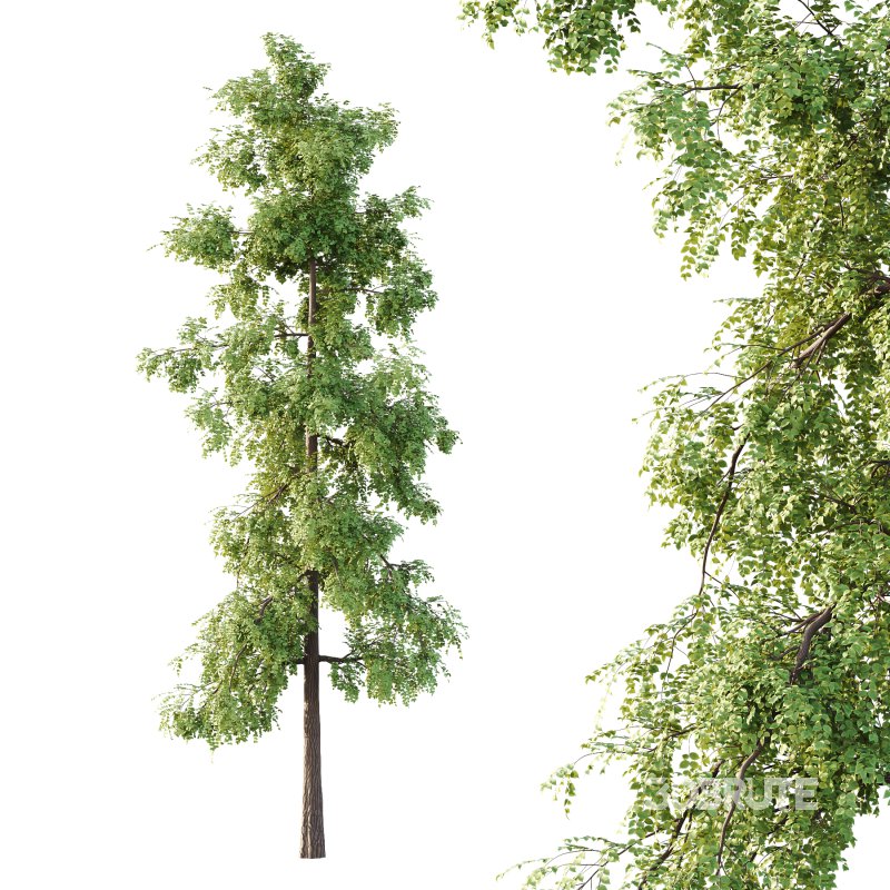 Alder Tree 01 Image 2