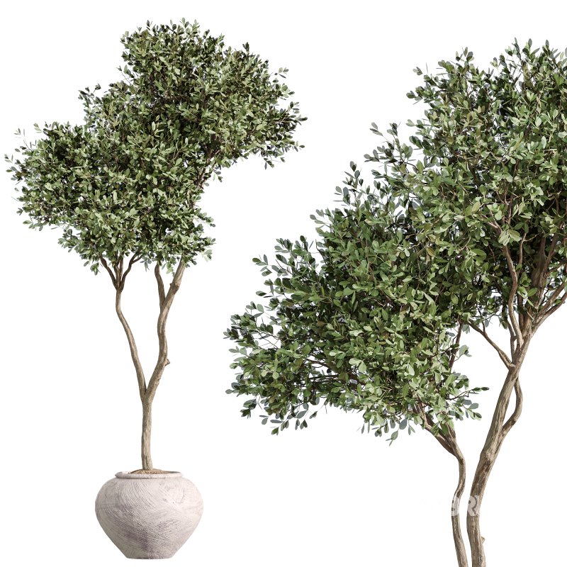 AV Indoor Plants Set 270 Japandi Ficus Dracaena Marginata and Yucca Aloifolia Rostrata and Olive Tree Image 2