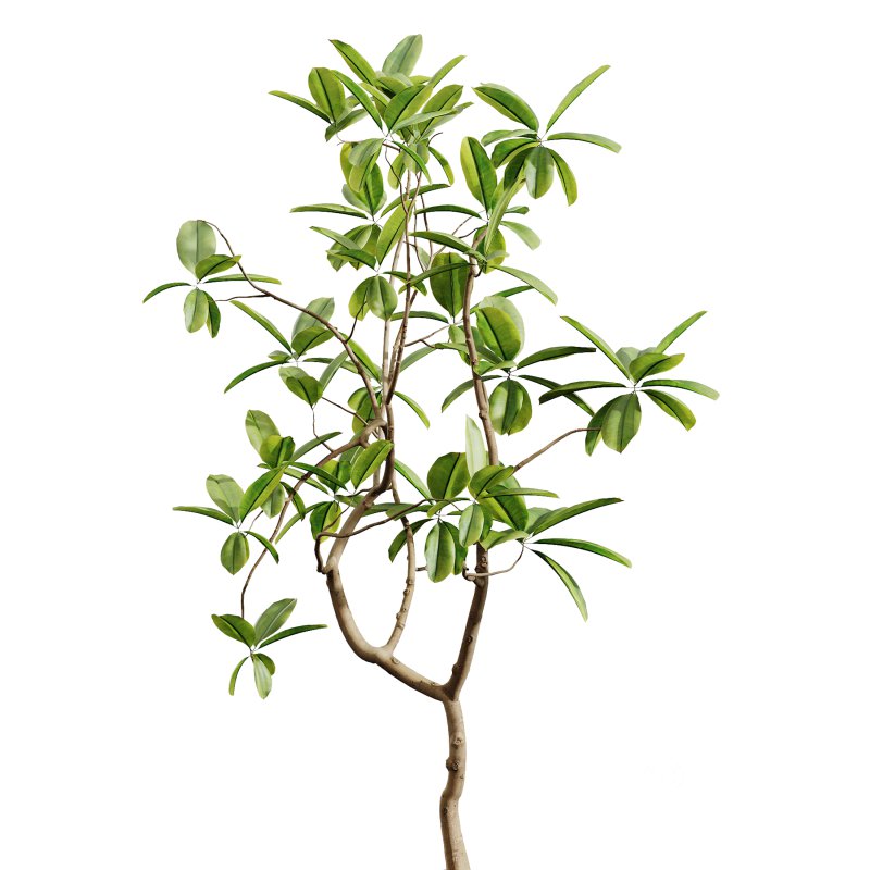 AV Indoor Plants Set 251 Olive Eucalyptus Japandi Ficus Banana Strelitzia Peace Lily Image 4