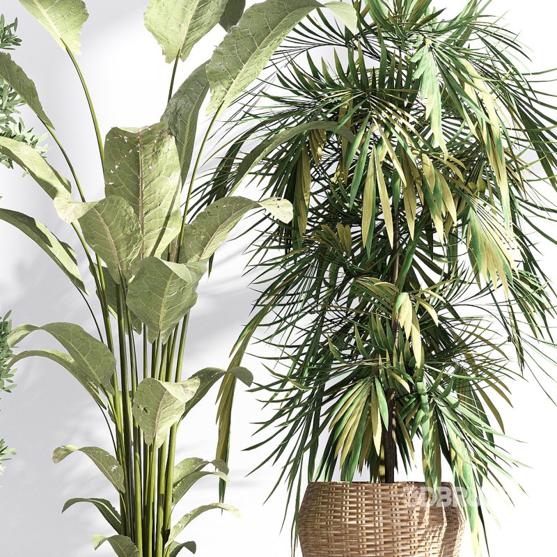 Indoor collection plants set 03 Image 2