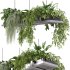 Hanging indoor Plants 03 - Thumbnail 5