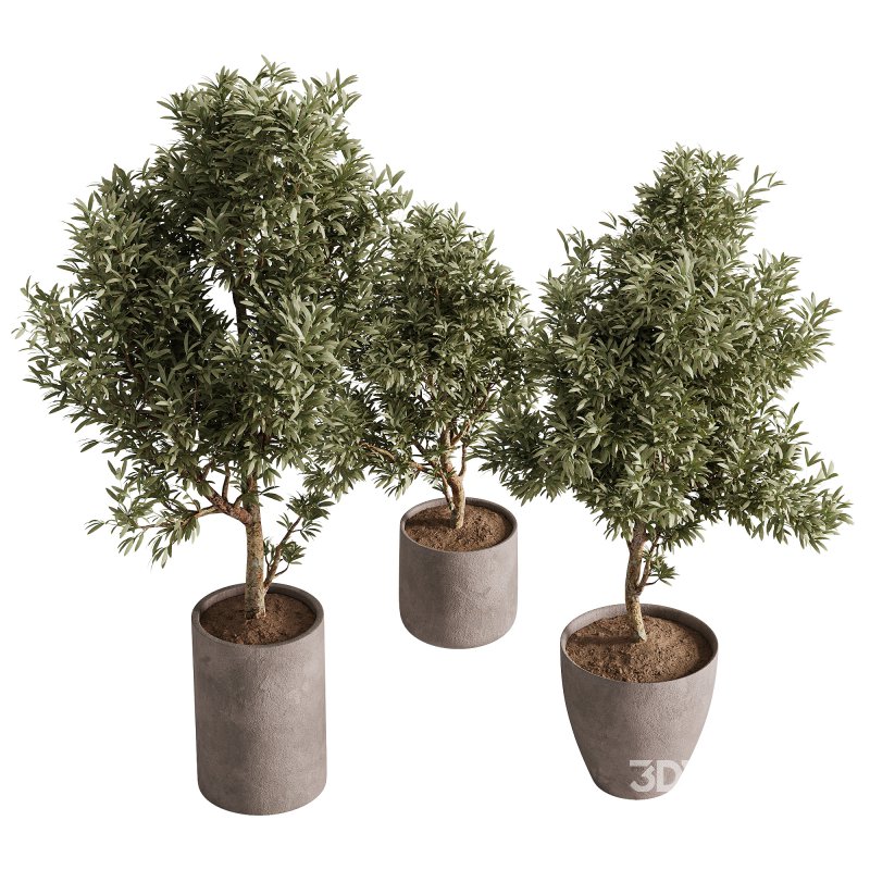 indoor plants – 65 plant in pot Image 3