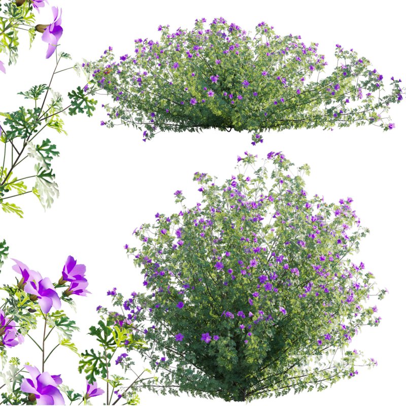 Alyogyne huegelii – Blue Hibiscus 01 Image 1