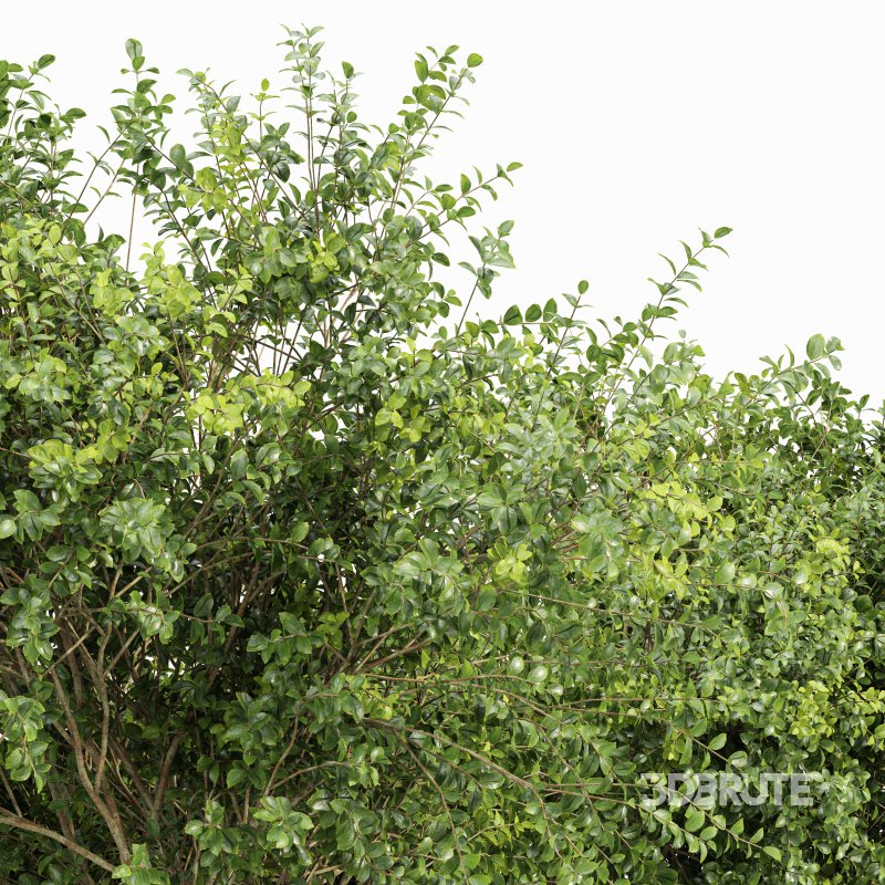 AV Big Joy Perfume Orange Michelia Champaca and Water gum 3 trees Image 1