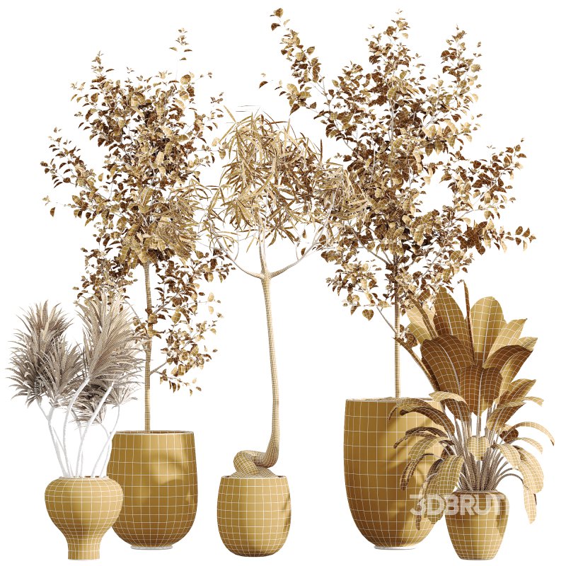 AV Indoor Plants Set 272 Beech Olea Europaea Olive Eucalyptus and Japandi Ficus Dracaena Marginata and Ficus Robusta and Yucca Aloifolia Image 8
