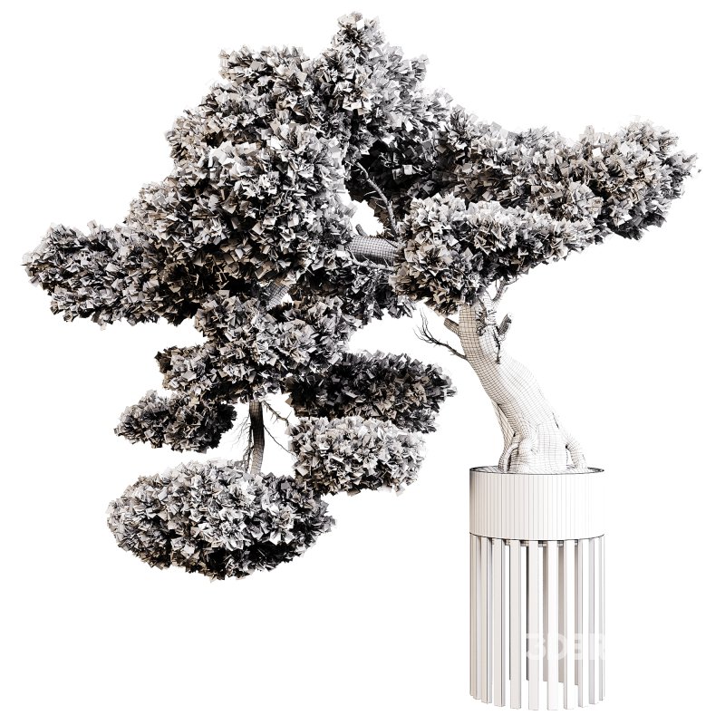 Indoor plants 73 – Bonsai Plant in pot Image 7