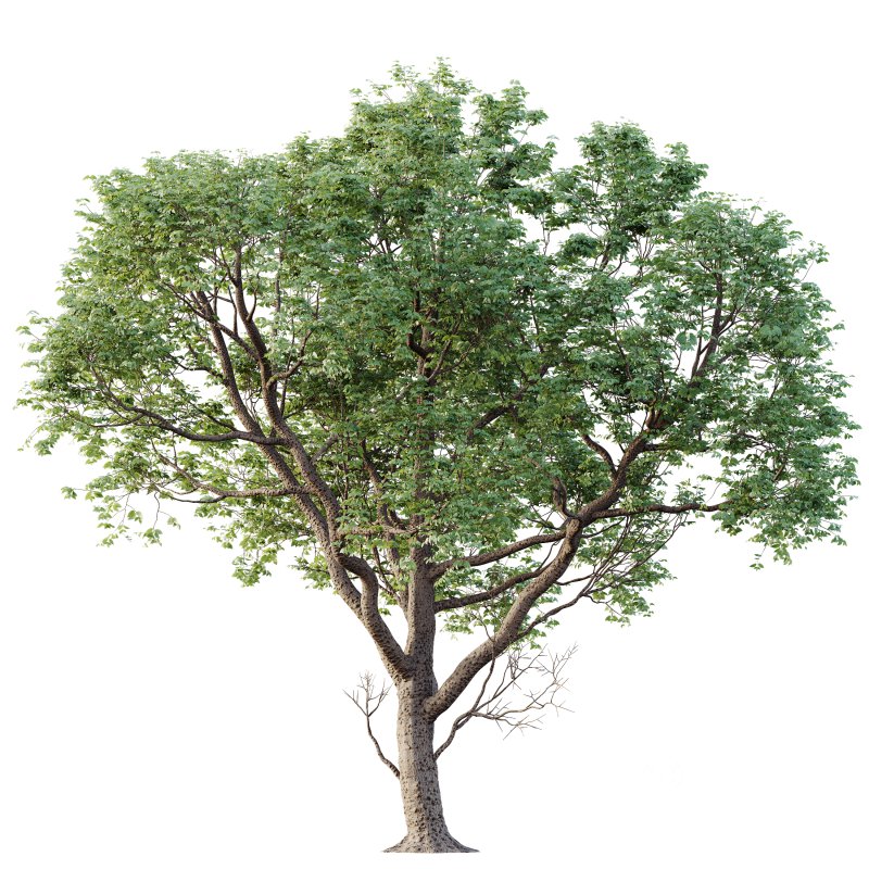 AV Plants Celtis laevigata Sugarberry Hackberry03 Image 1