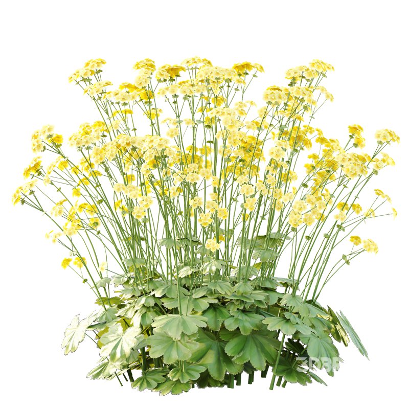Alchemilla mollis flower Plant 02 Image 2