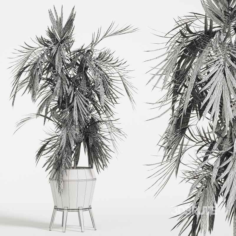 Indoor Plant 01_corona_2015 Image 2