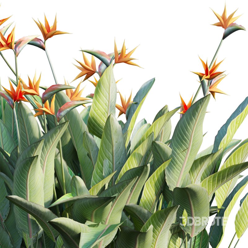 Strelitzia reginae – Bird of Paradise 03 Image 3